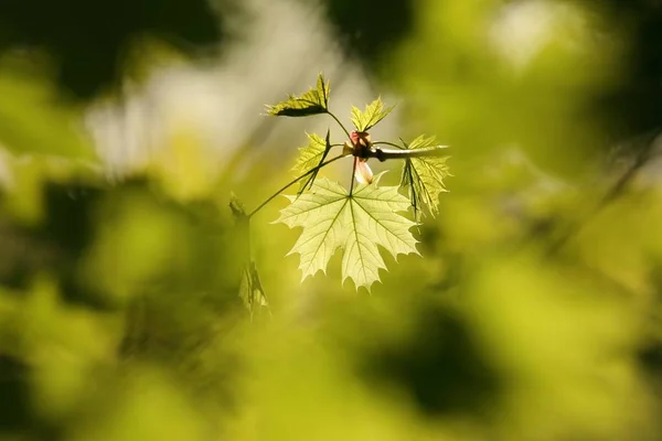 Frühling Ahornblatt Wald — Stockfoto