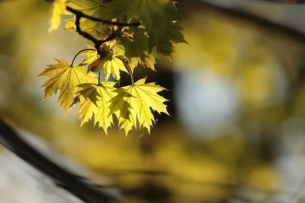 Wiosenne Liście Klonu Lesie — Zdjęcie stockowe