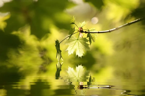 森で春のカエデの葉 — ストック写真