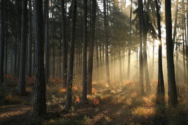 Хвойные Леса Осенним Утром — стоковое фото