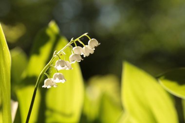 Ormandaki vadideki zambak