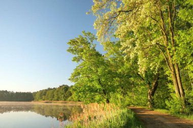 Sabah göl kenarındaki bahar ağaçları