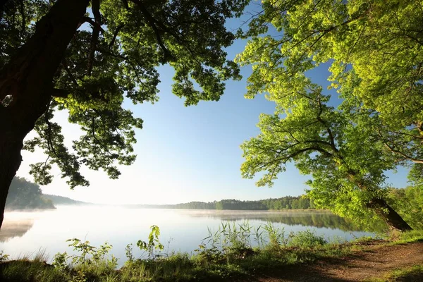 Stejari Marginea Unui Lac Într Dimineață Primăvară — Fotografie, imagine de stoc