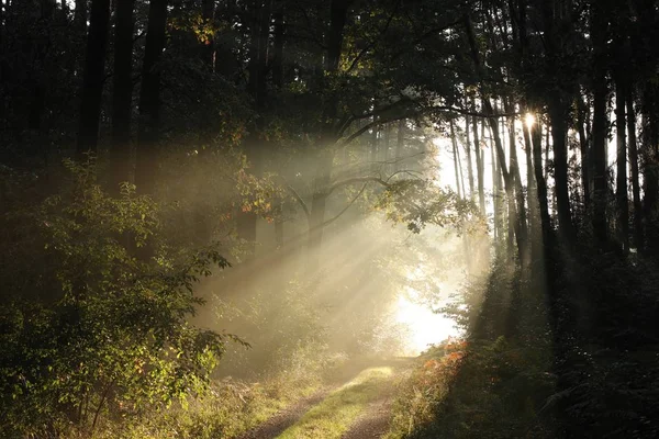 Strada Campagna Attraverso Foresta Una Mattina Autunno — Foto Stock