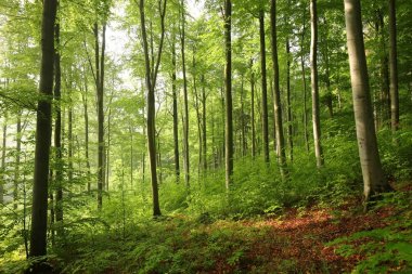 Spring beech forest lit by the morning sun. clipart