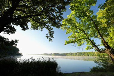 Oaks bir bahar sabahı bir göl kenarında.