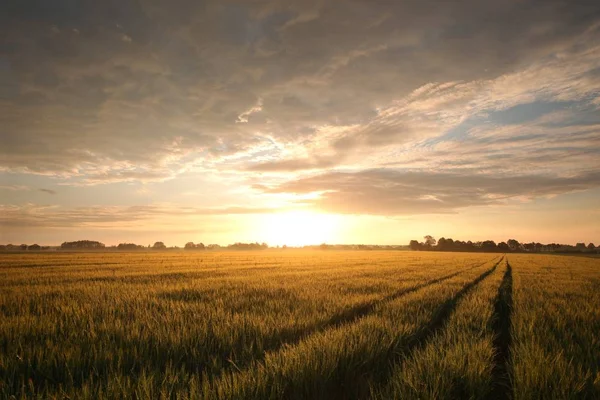 穀物畑の上で日の出 — ストック写真