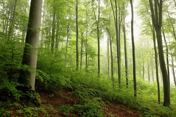 Bosque Haya Primavera Niebla — Foto de Stock