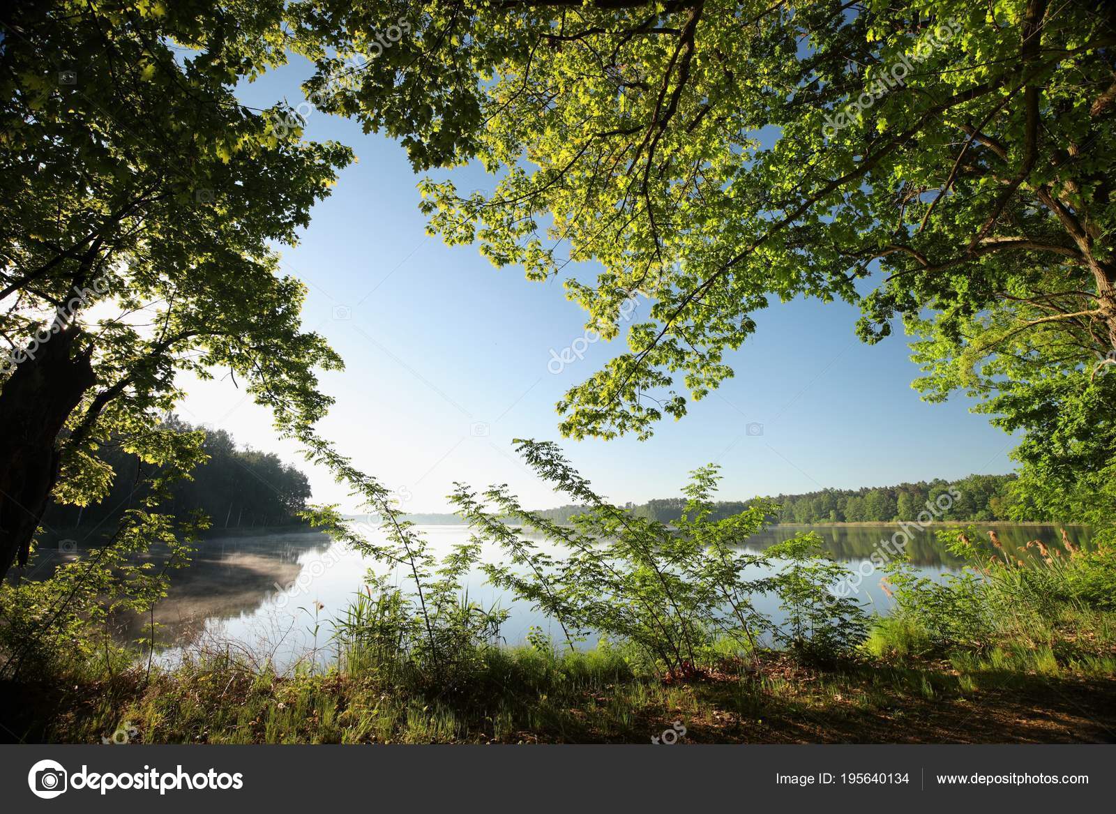 Spring Oaks Lake Shore Dawn Stock Photo Image By C Nature78 195640134