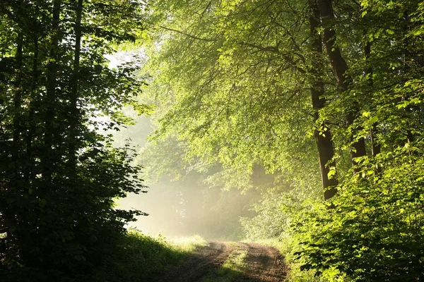 Estrada Terra Através Floresta Primavera Durante Nascer Sol — Fotografia de Stock