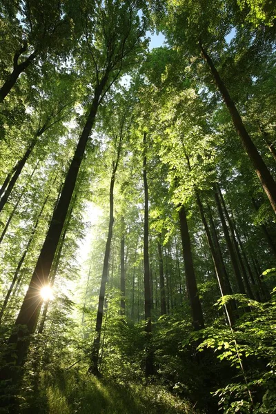 Bosque Caducifolio Primavera Por Mañana Polonia —  Fotos de Stock