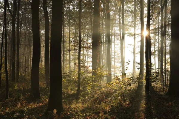 日の出の間の霧深い天気の秋の森 — ストック写真
