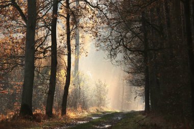 Country road through the autumn forest on a foggy morning clipart