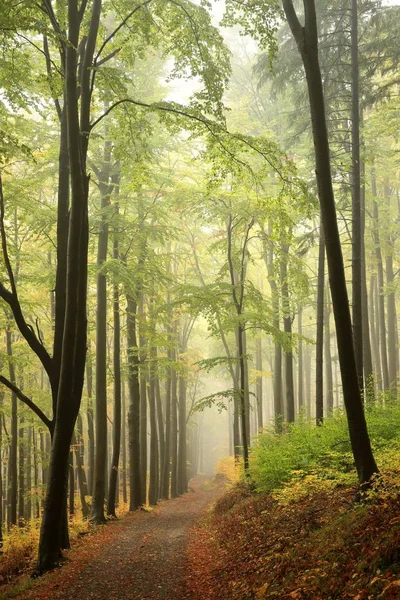 Trilha Montanha Através Floresta Faia Outono Tempo Nevoeiro — Fotografia de Stock