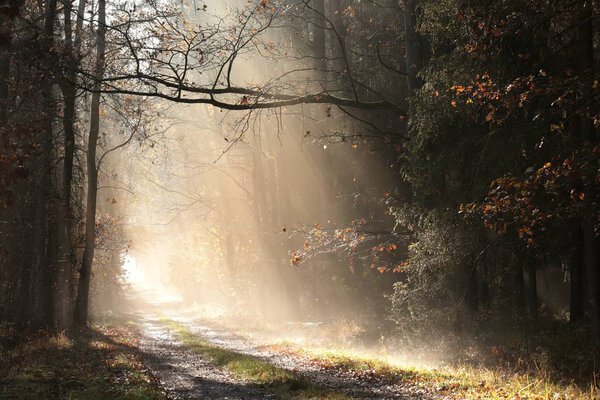 Country road through late autumn forest in foggy weather during sunrise after rainfall