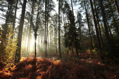 Gündoğumunda sisli havada sonbahar ormanında karaçam ağaçları.