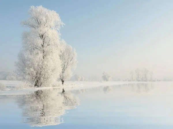 Frosty Winterboom Ochtend Rechtenvrije Stockfoto's