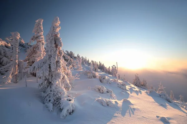 黄昏时分 山顶上覆盖着雪的云杉树在蓝天的映衬下生长 — 图库照片