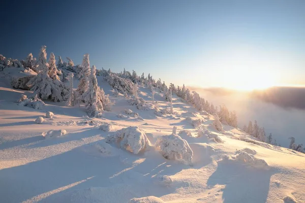 黄昏时分 青天映衬着山顶上结霜的树木 — 图库照片