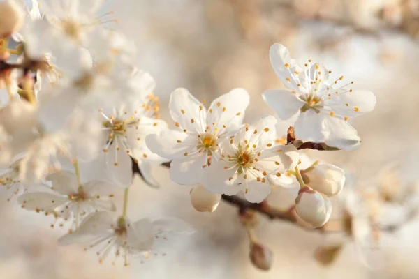 Şafakta Bir Ağaçta Açan Bahar Çiçekleri — Stok fotoğraf