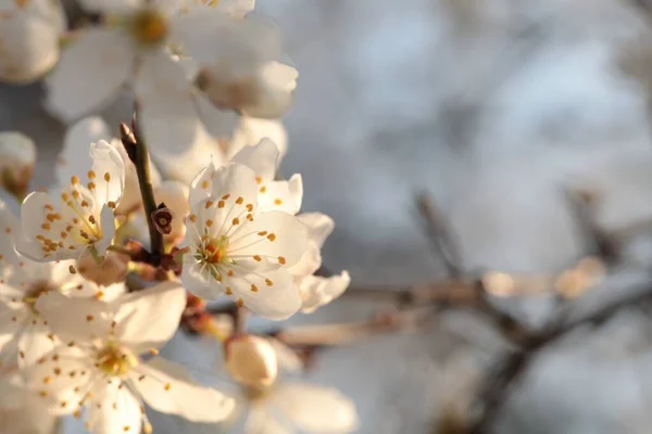 Wiosenne Kwiaty Kwitnące Drzewie Świcie — Zdjęcie stockowe