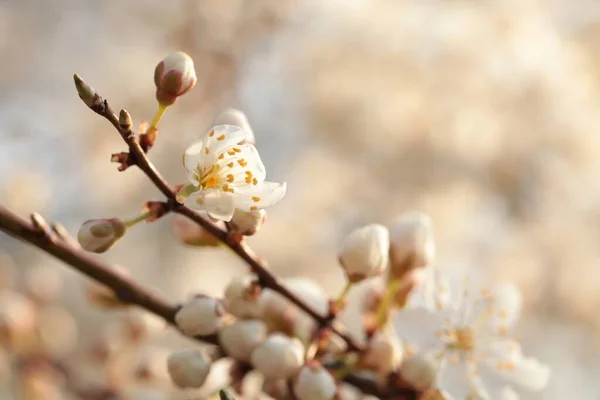 夜明けに木に咲く春の花 — ストック写真