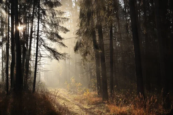 Sentiero Attraverso Una Foresta Conifere Una Mattina Nebbiosa — Foto Stock