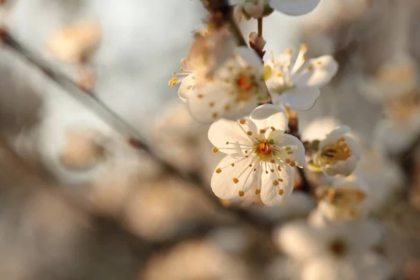 Vårblommor Blommar Ett Träd Gryningen — Stockfoto