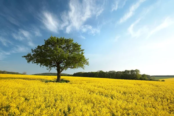 Vårlandskap Träd Ett Blommande Rapsfrö Fält — Stockfoto