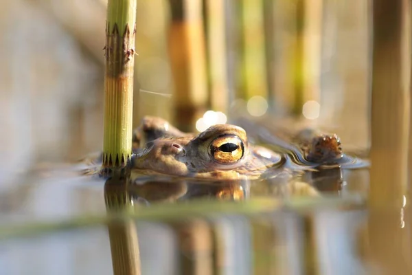 Rog Pond Mating Season — Stock Photo, Image