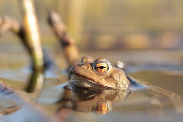 Rog Pond Mating Season — Stock Photo, Image