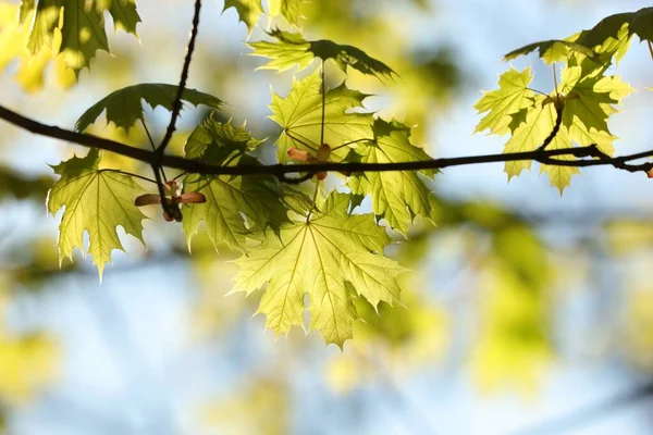 Vårlönnlöv Skogen — Stockfoto