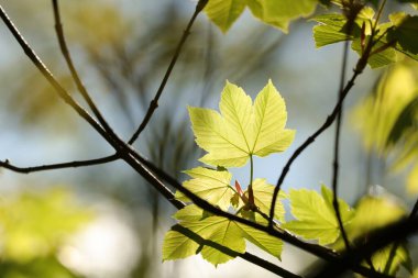 Sycamore akçaağaç yaprakları ormanda.