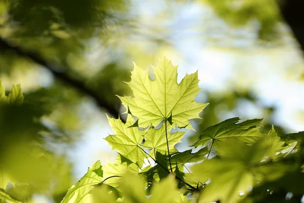 Vårlönnlöv Skogen — Stockfoto