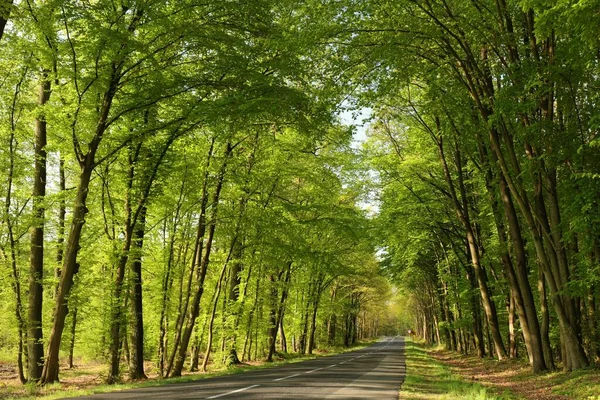 朝の春の木々に沿った田舎道 — ストック写真