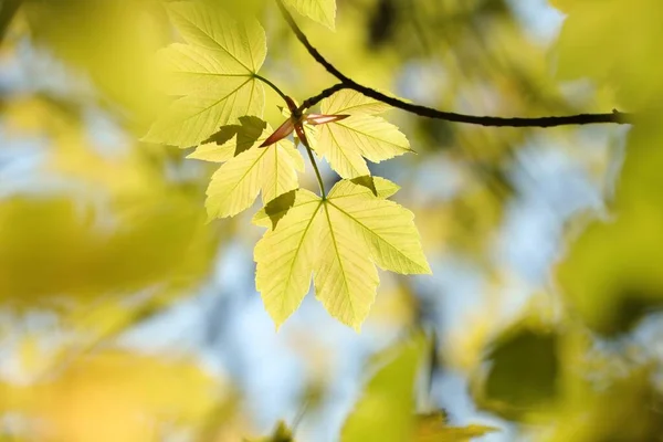 Sycamore Maple Leaves Forest — Stock Photo, Image
