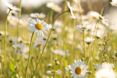 Daisies on a spring meadow at dawn clipart