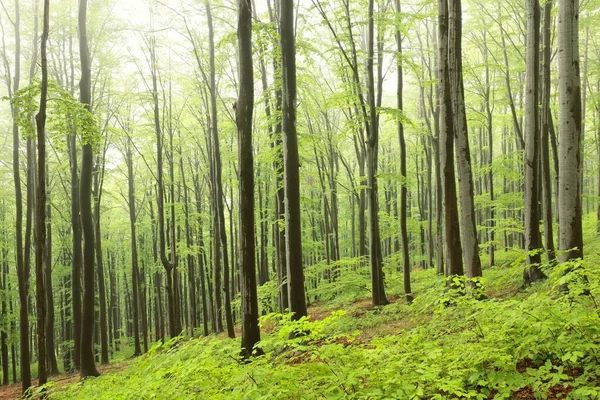 Beech Trees Spring Forest Mountain Slope Foggy Rainy Weather — Stock Photo, Image