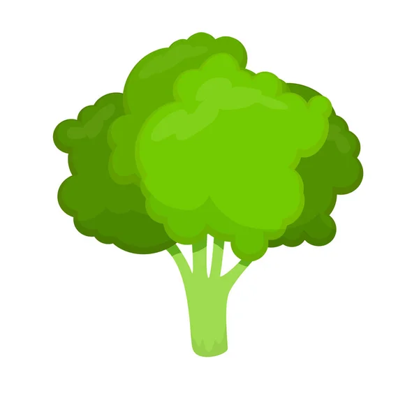 Fresh and green broccoli vector icon for food illustration — Stock Vector