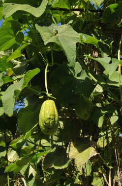 Big Chayote Fruit with many Leafs in a Garden in Reunion Island clipart