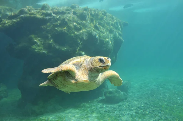Deniz kaplumbağası görünümü içinde Reunion Adası kaplumbağalar hastanede