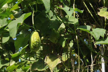 Culture of Chayote Fruits in a Garden in Reunion Island clipart