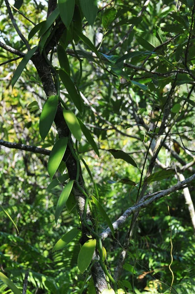 Waniliowy Liana wzdłuż gałęzi drzewa w roślinność Wyspa Reunion — Zdjęcie stockowe