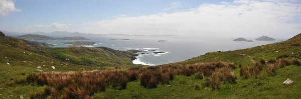 Irish Sea Coast with Bushes Grass and Blue Sky — Stock Photo, Image