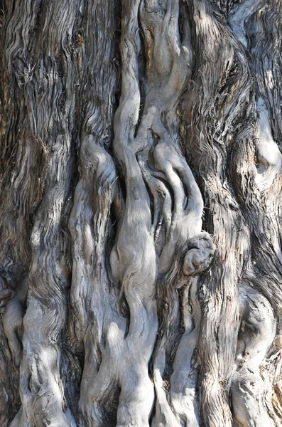 Molto ruvida corteccia di albero cinese chiamato drago meandri dalla Cina — Foto Stock