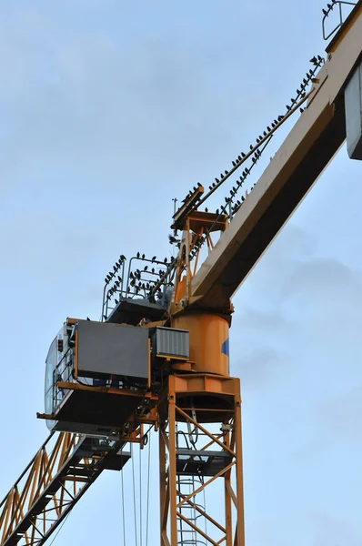 Massor av koltrastar landade på en Orange kran med en blå himmel — Stockfoto