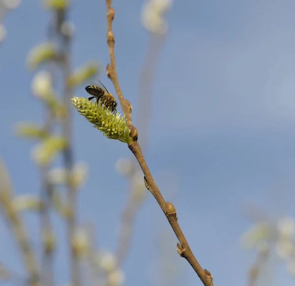 Primer plano de una abeja es la recolección de polen desde el interior de una flor —  Fotos de Stock
