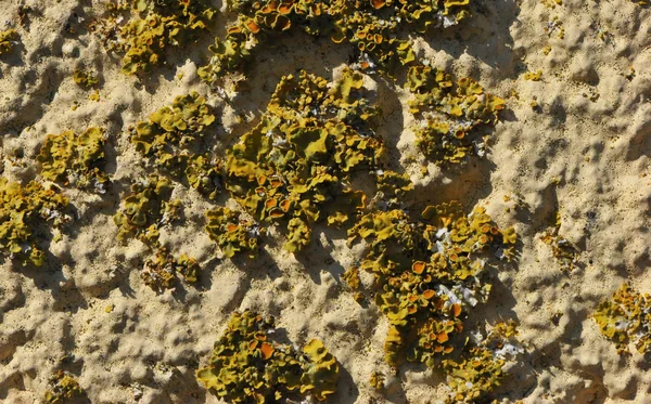 Muchos Amarillo Naranja y Verde Lichen en una antigua superficie de la pared —  Fotos de Stock