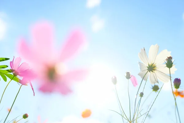 Cosmos flores na luz solar — Fotografia de Stock