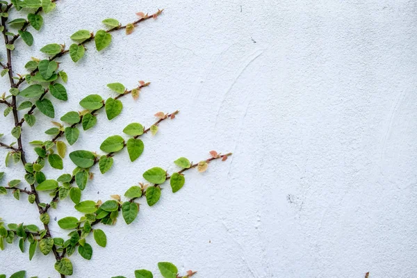 Natura streszczenie tło zielony Creeper rośliny — Zdjęcie stockowe